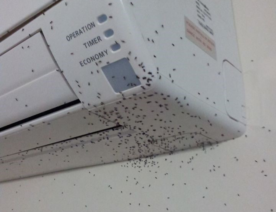 Will pest control get rid of ants, cockroaches, mice and spiders, etc?